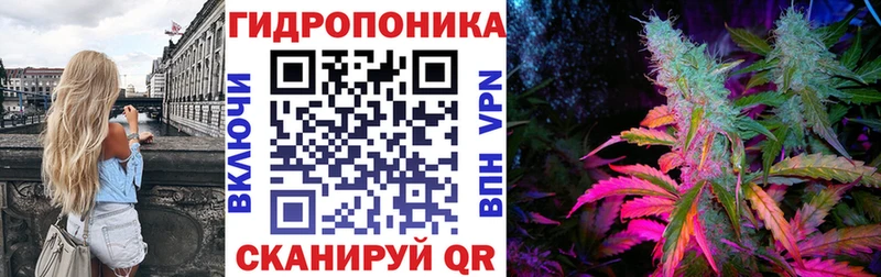 Конопля сатива  Волгореченск 